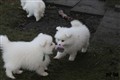 IMG_8489a.jpg