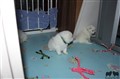 IMG_8515a2.JPG