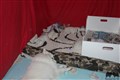IMG_5620.JPG
