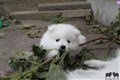 IMG_0453a.JPG