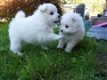 20200731_161735.jpg
