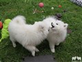 IMG_87642.JPG